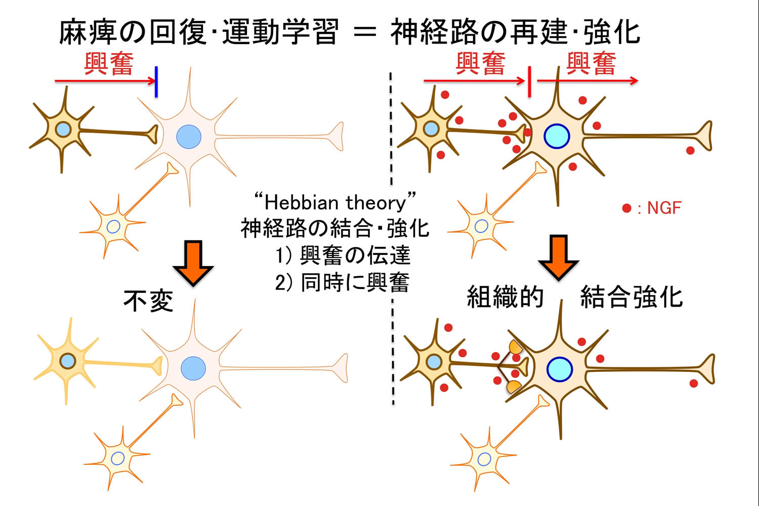 図2: 神経路と学習
